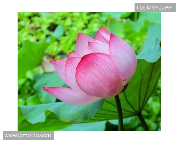 少女足球迅雷哥带你领略青春热血与梦想拼搏的精彩瞬间